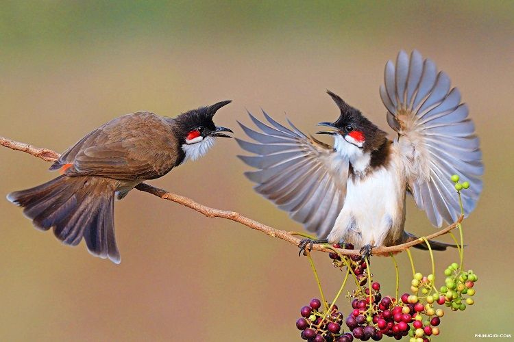 Tìm hiểu về ban chim cảnh A Lầu - Ngôi nhà của những chú chim tuyệt đẹp