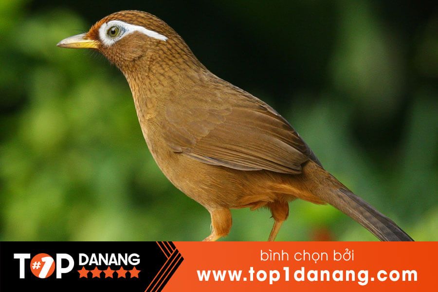 Bán chim cảnh Đà Nẵng - Nguồn cung cấp chim chất lượng với giá hợp lý