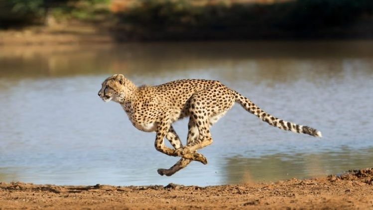 Tìm hiểu về báo đốm cheetah - thông tin và sự phát triển của loài