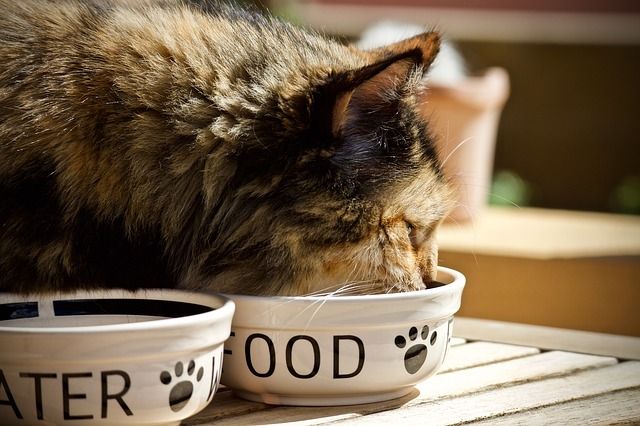 Tìm hiểu về bát đựng thức ăn cho mèo - Thực phẩm tươi ngon đến từng bữa ăn