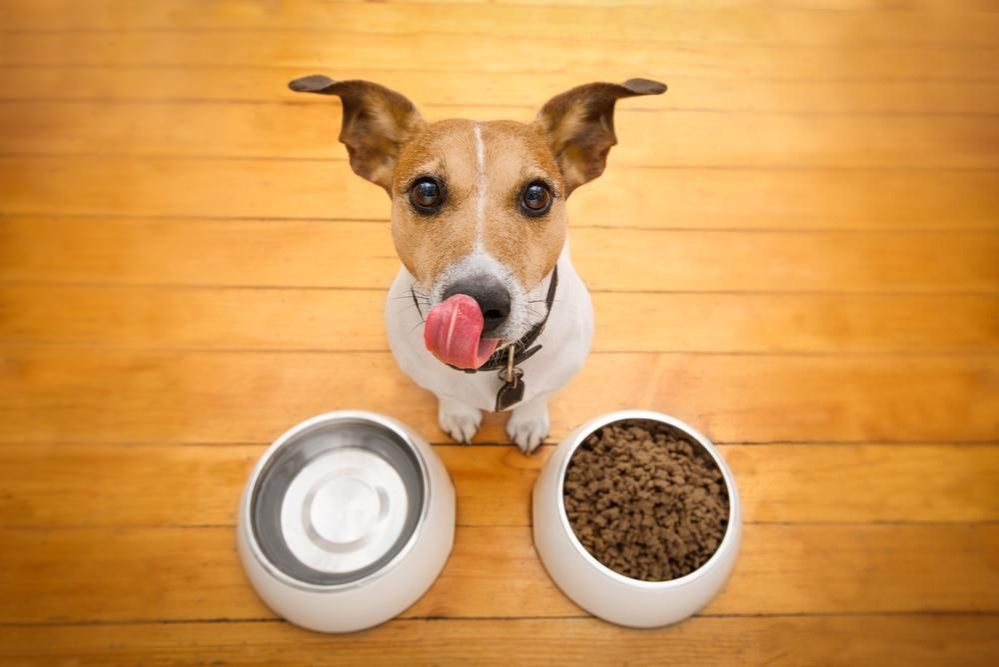 Bát thức ăn cho chó - Thông tin và cách lựa chọn phù hợp