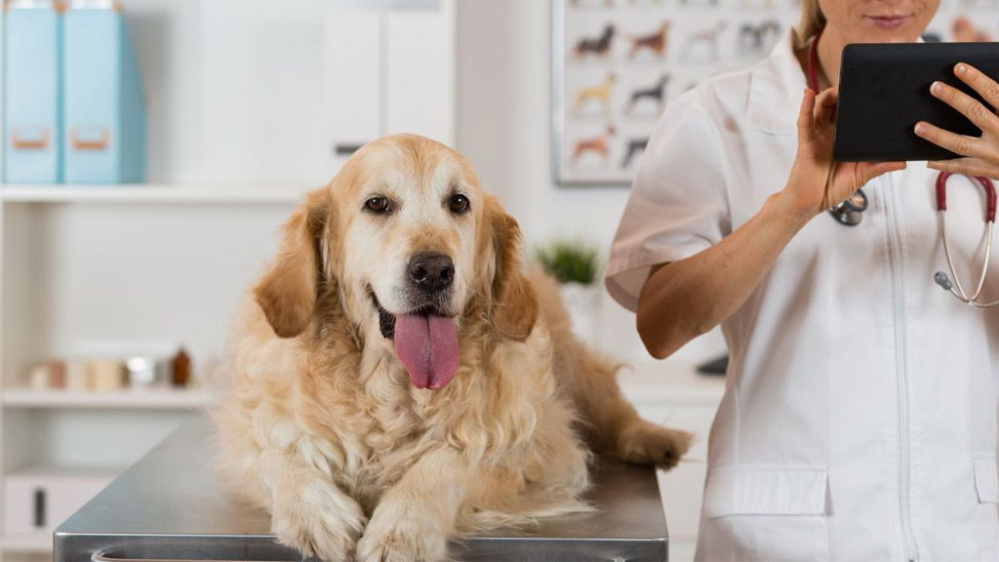 Bệnh viện thú y Bà Rịa - Thông tin chi tiết về dịch vụ và chăm sóc thú y