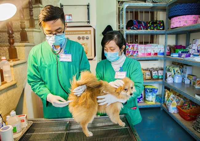 Bệnh viện thú y cho hamster: Tất tần tật những thông tin cần biết