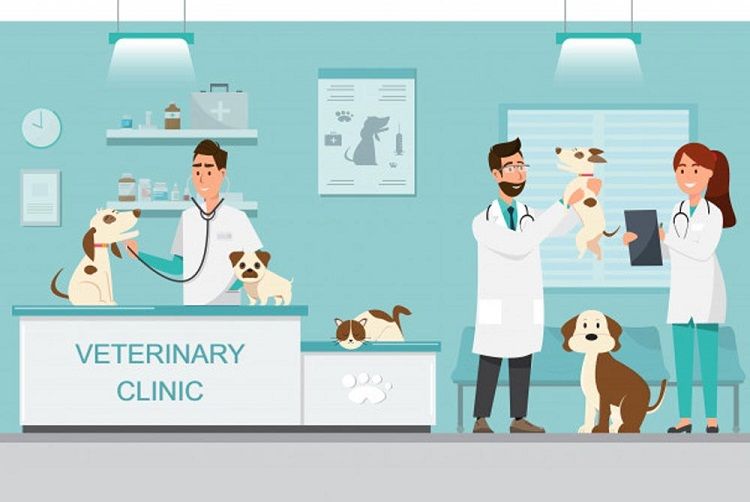 Bệnh viện thú y K9 - Địa chỉ, dịch vụ và chăm sóc sức khỏe thú cưng chuyên nghiệp