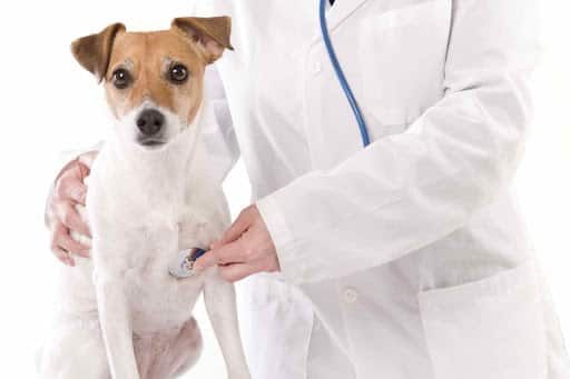 Bệnh viện thú y Kim Sơn - Địa chỉ tin cậy cho sức khỏe thú cưng
