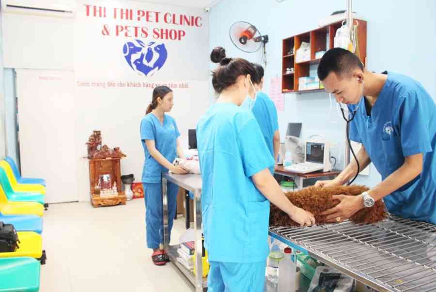 Bệnh viện thú y Kim Sơn Quận 7 - Tất cả thông tin về địa chỉ, chuyên khoa và phương pháp điều trị