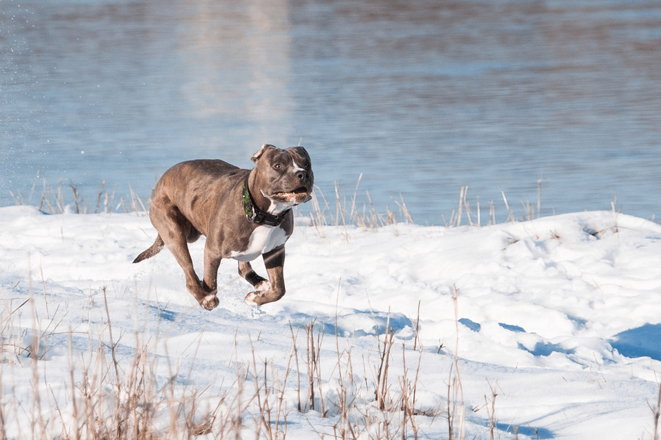 Pitbull cắn người – Có nên nuôi giống chó Pitbull máu lạnh này