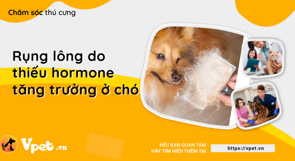 Rụng lông do thiếu hormone tăng trưởng ở chó - Tìm hiểu về nguyên nhân