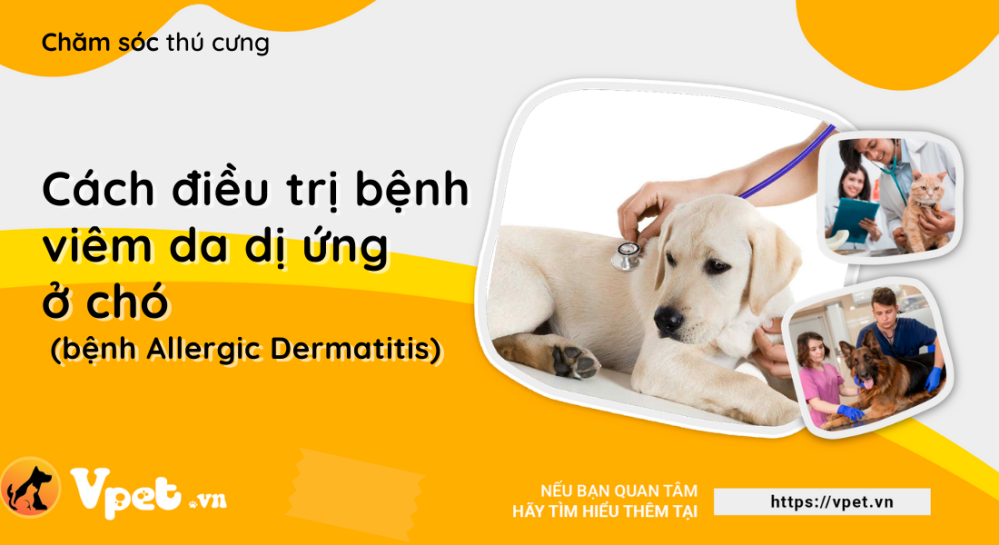 Cách điều trị bệnh viêm da dị ứng ở chó (bệnh Allergic Dermatitis)