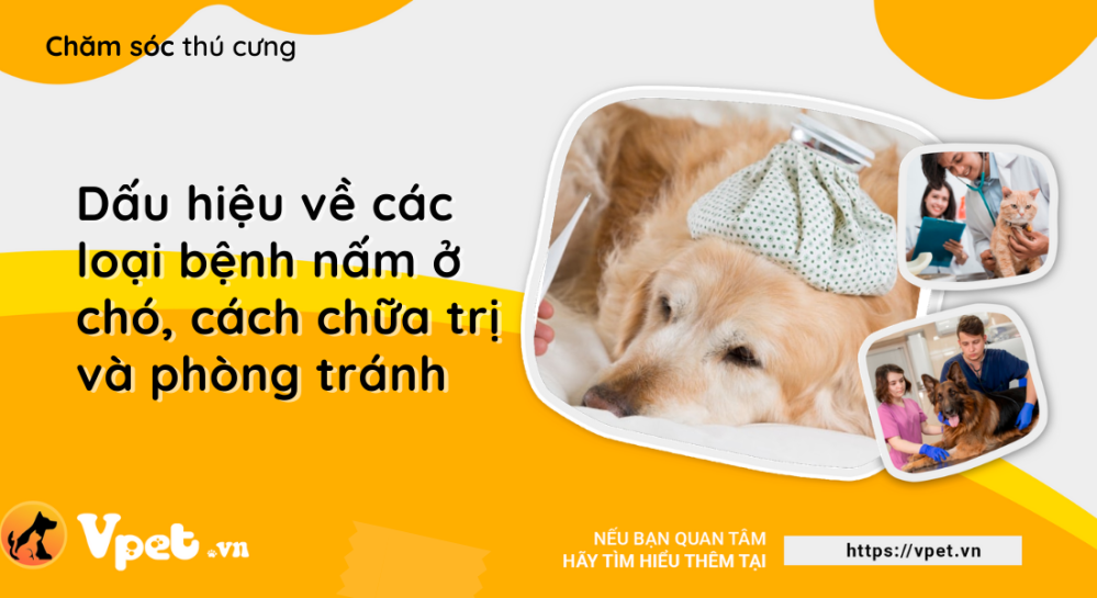 Các loại bệnh nấm ở chó? Các dấu hiệu ? Cách chữa trị? Cách phòng tránh