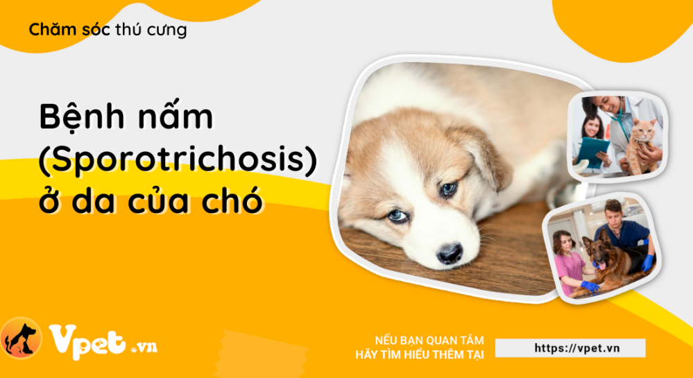 Bệnh nấm (Sporotrichosis) ở da của chó