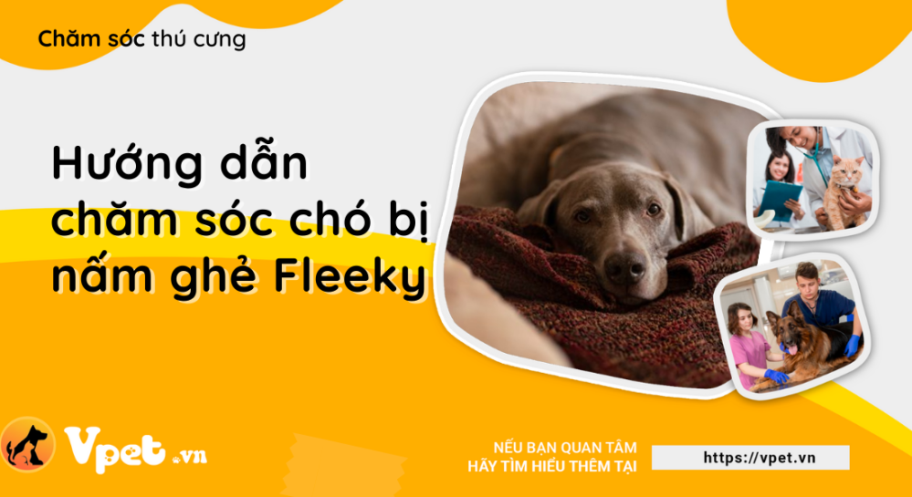 Hướng dẫn chăm sóc chó bị nấm ghẻ Fleeky