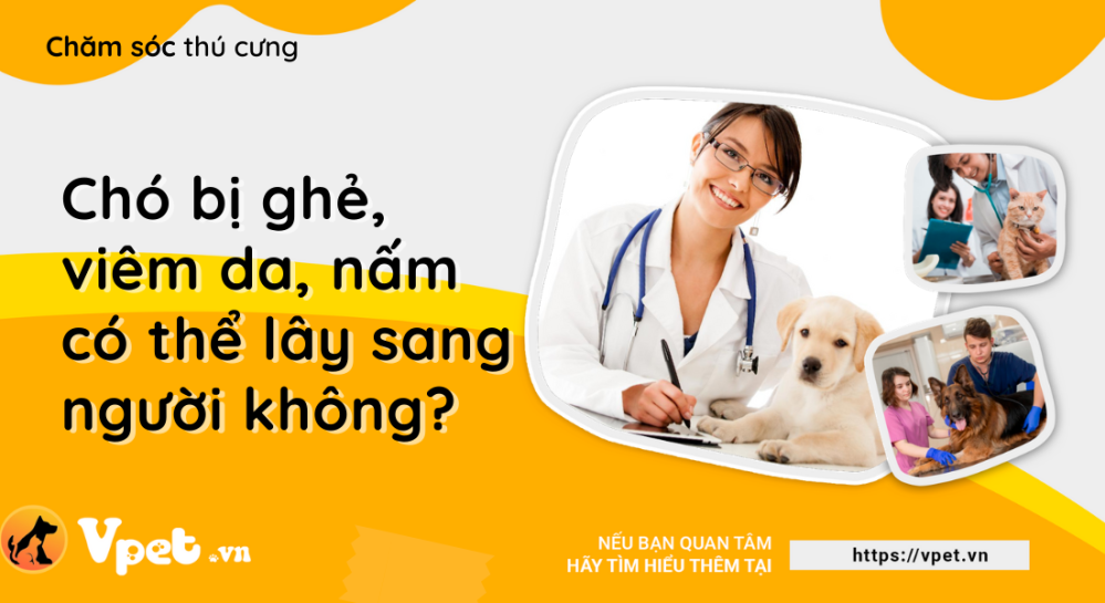 Ghẻ chó và nấm da có lây qua người không - Tìm hiểu một chút về ghẻ chó