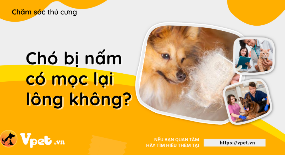 Chó bị nấm có mọc lại lông không?