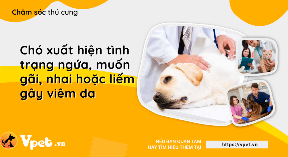 Chó xuất hiện tình trạng ngứa, muốn gãi, nhai hoặc liếm gây viêm da