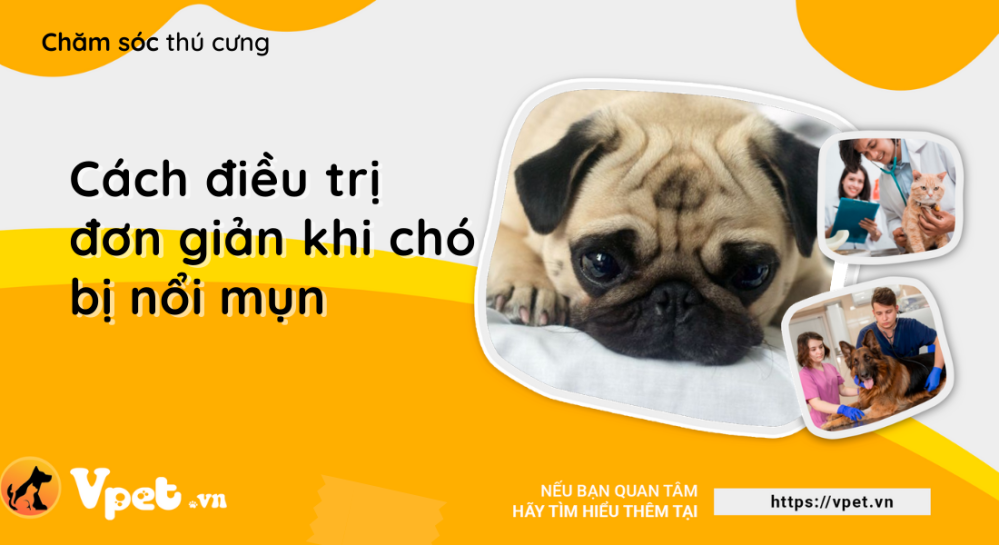 Cách điều trị đơn giản khi chó bị nổi mụn