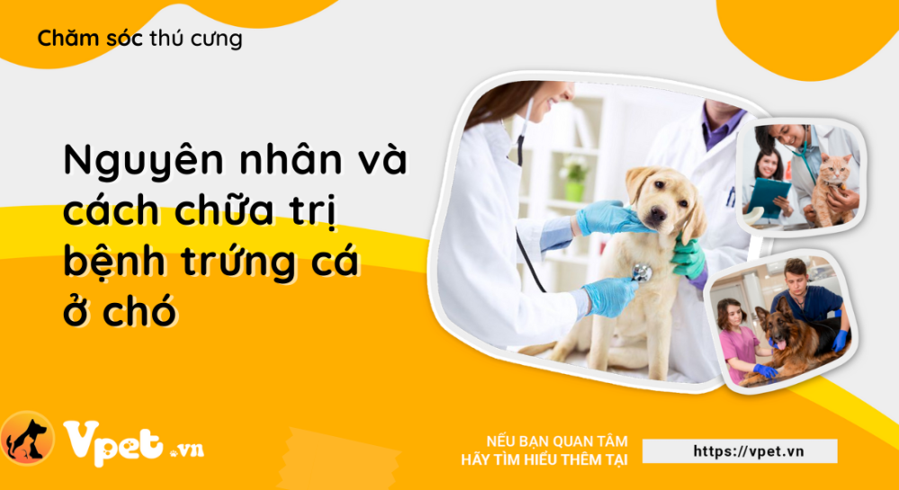 Nguyên nhân và cách chữa trị bệnh trứng cá ở chó