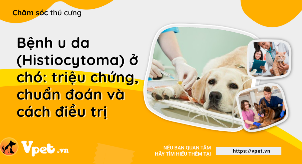 Bệnh u da (Histiocytoma) ở chó: triệu chứng, chuẩn đoán và cách điều trị