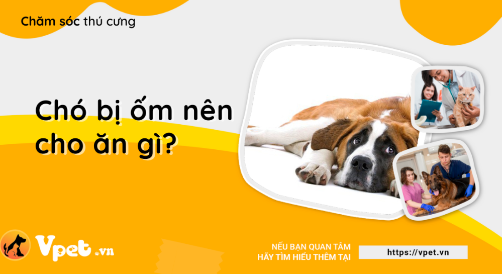 Chó bị ốm nên cho ăn gì?