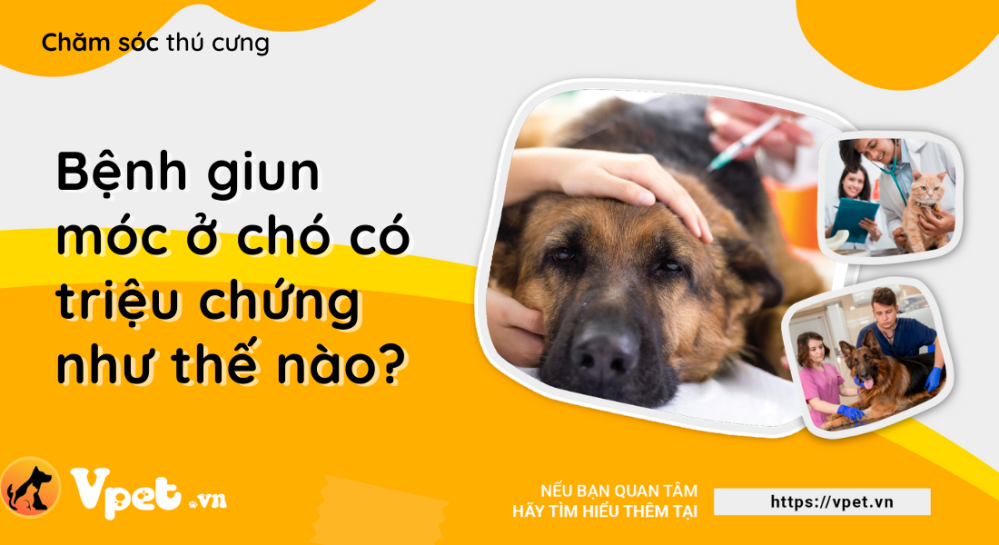 Bệnh giun móc ở chó có triệu chứng như thế nào?