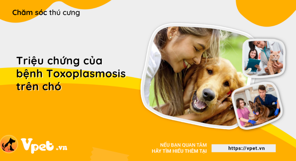 Triệu chứng của bệnh Toxoplasmosis trên chó