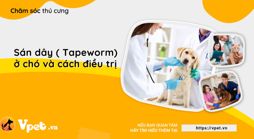 Sán dây ( Tapeworm) ở chó và cách điều trị