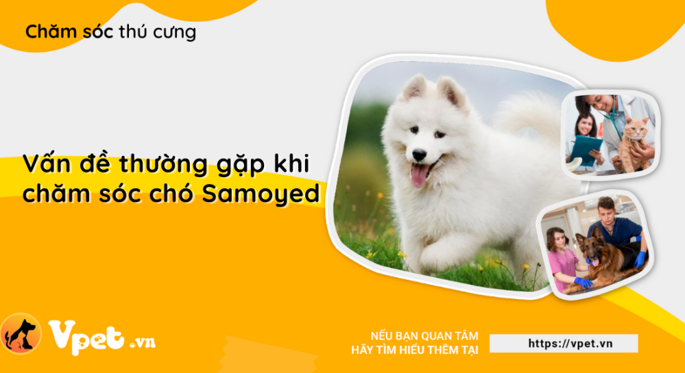 Các vấn đề thường gặp khi chăm sóc chó Samoyed
