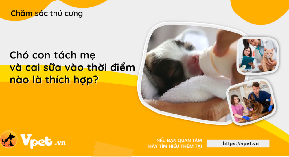 Chó con tách mẹ và cai sữa vào thời điểm nào là thích hợp?