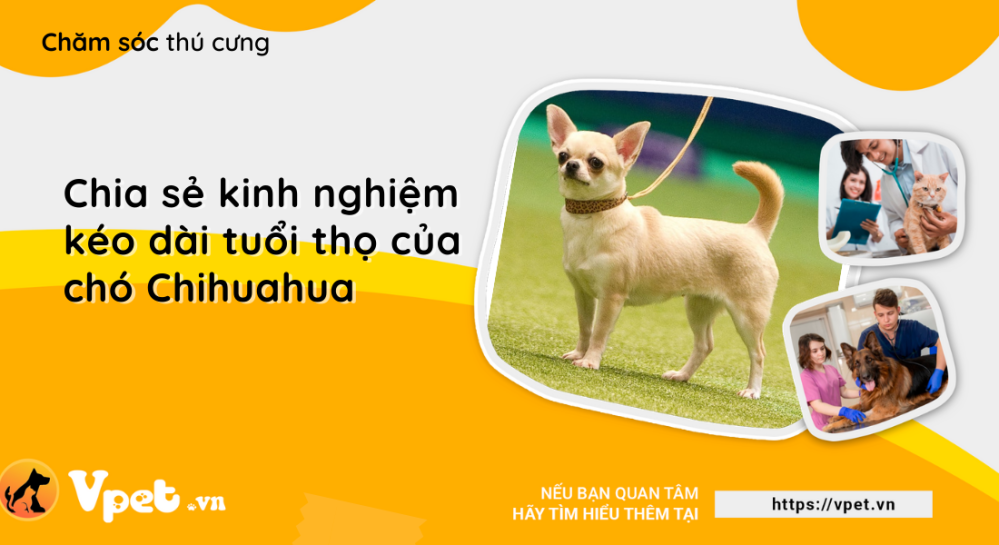 Chia sẻ kinh nghiệm kéo dài tuổi thọ chó Chihuahua