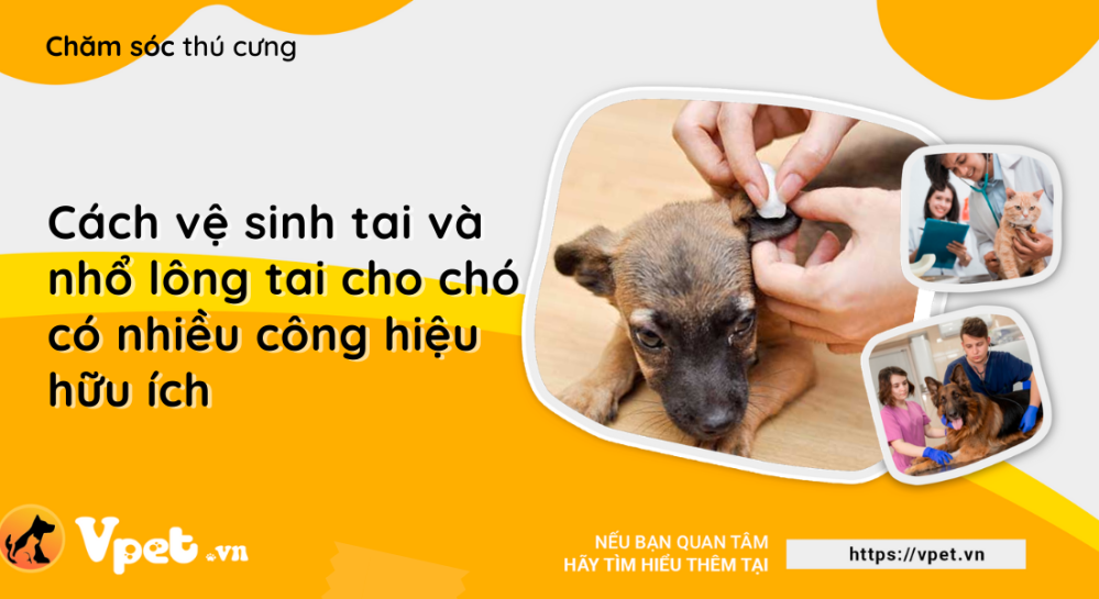 Cách vệ sinh tai và nhổ lông tai cho chó cưng có nhiều công hiệu hữu ích