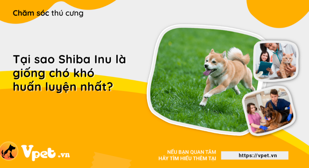 Tại sao Shiba Inu là giống chó khó huấn luyện nhất?