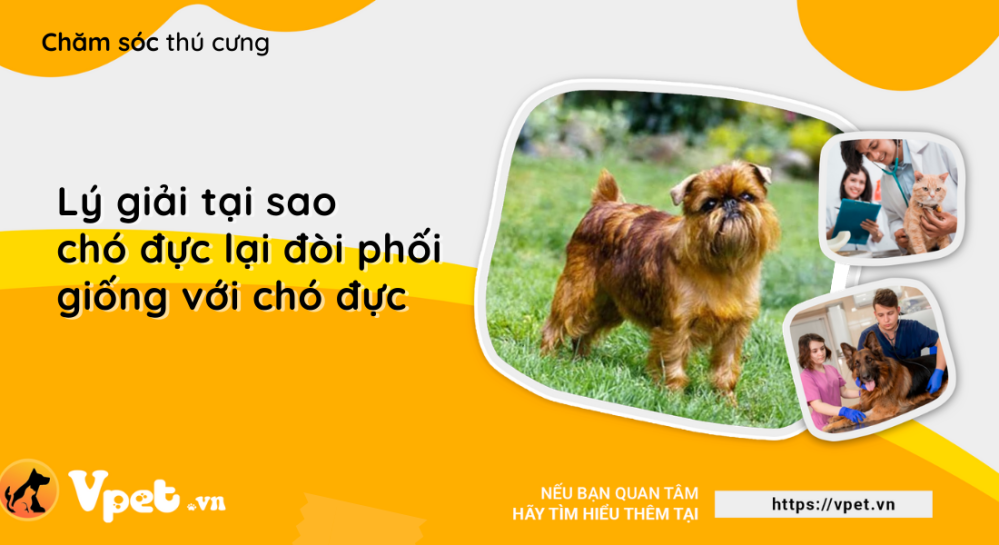 Lý giải tại sao chó đực lại đòi phối giống với chó đực