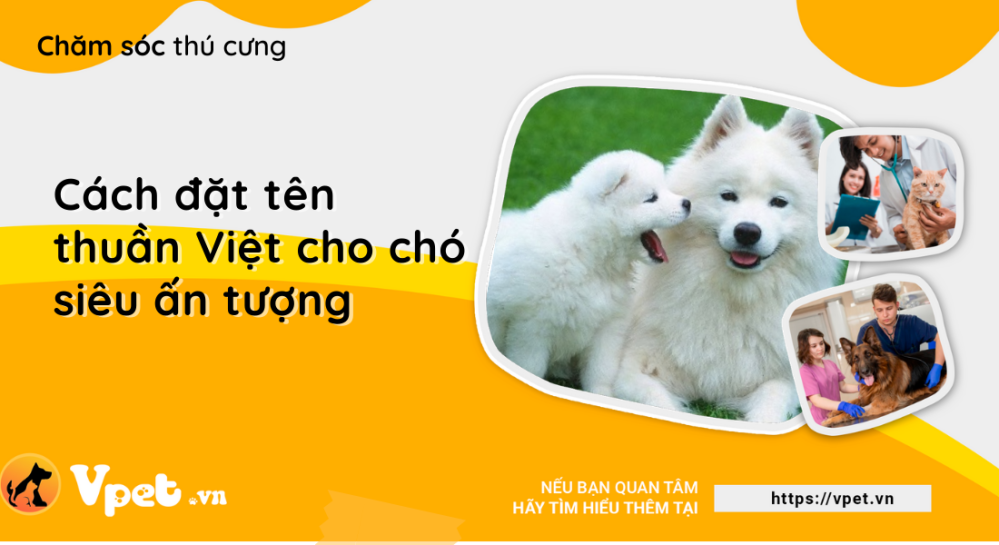 Cách đặt tên thuần Việt cho chó siêu ấn tượng