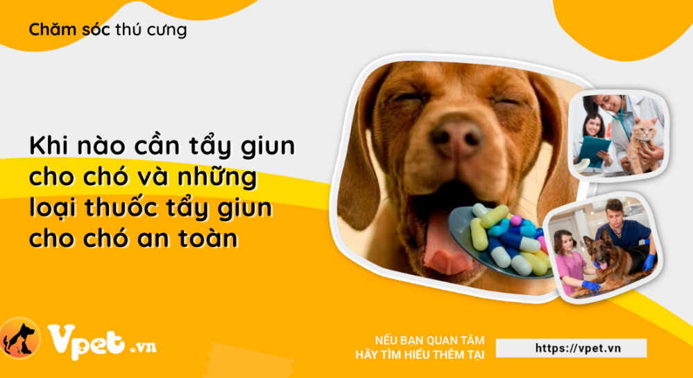 Khi nào cần tẩy giun cho chó và những loại thuốc tẩy giun cho chó an toàn