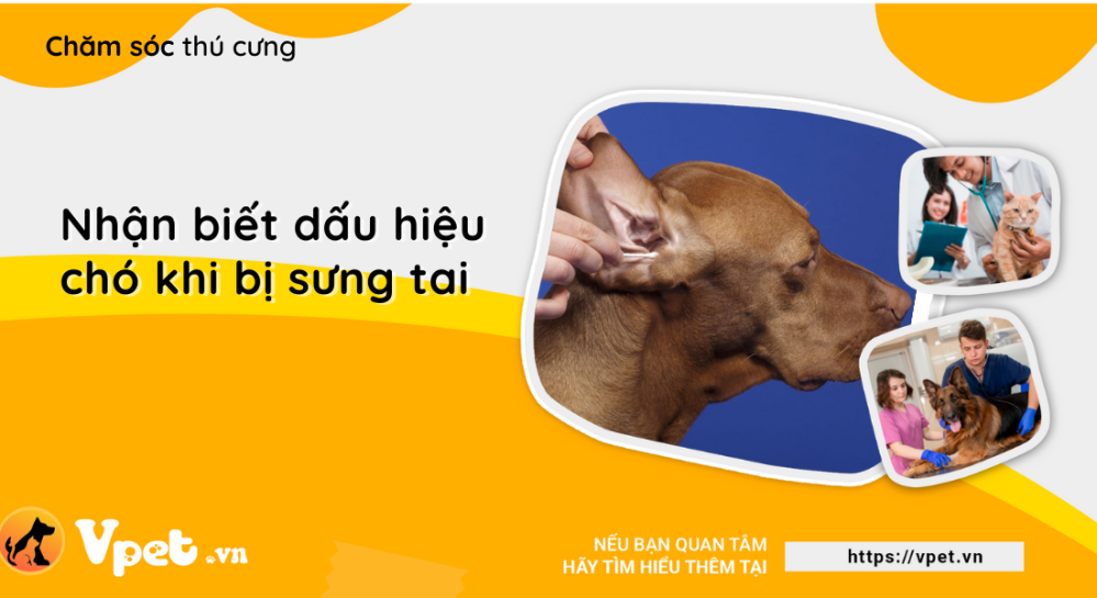Nhận biết dấu hiệu bệnh của chó khi bị sưng tai