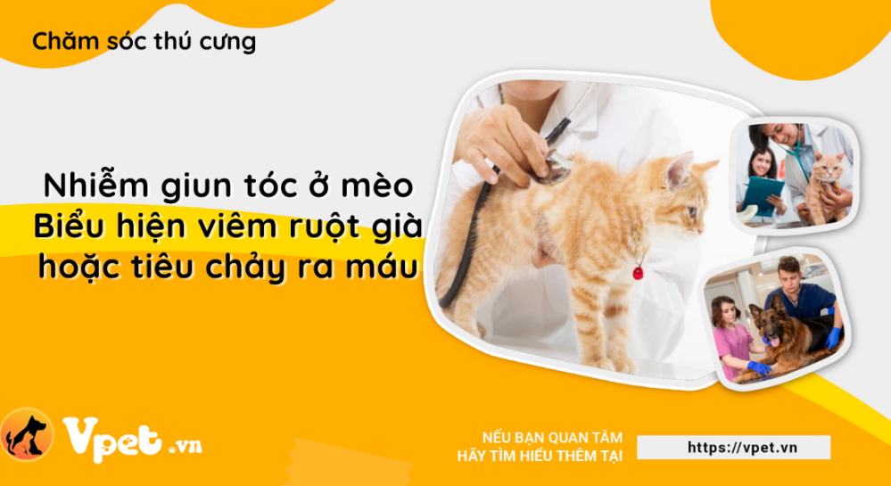 Nhiễm giun tóc ở mèo - Biểu hiện viêm ruột già hoặc tiêu chảy ra máu