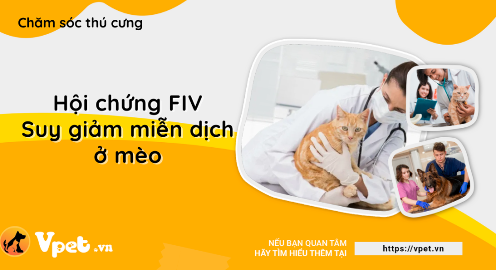 Hội chứng suy giảm miễn dịch FIV ở mèo