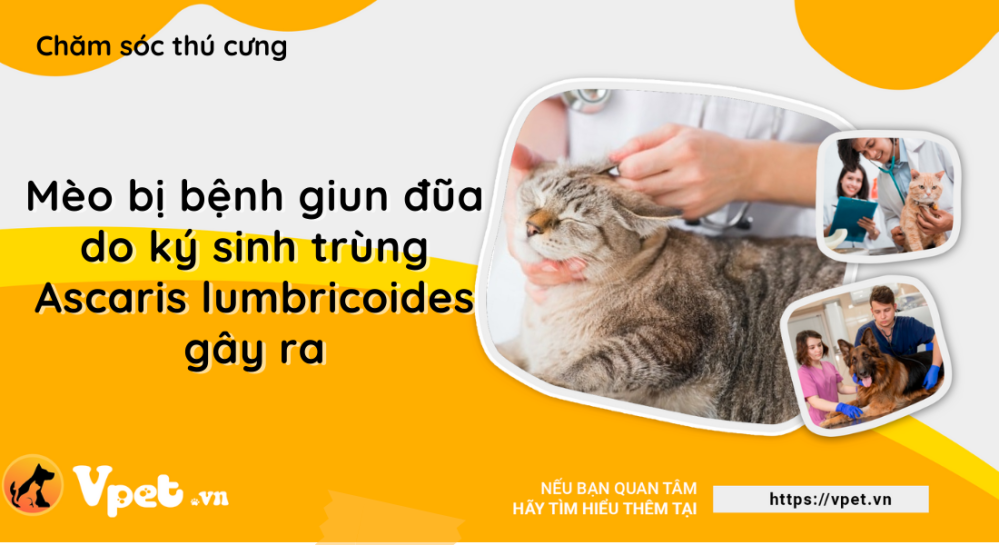 Bệnh giun đũa ở mèo - Ascaris lumbricoides ký sinh trùng đường ruột gây ra