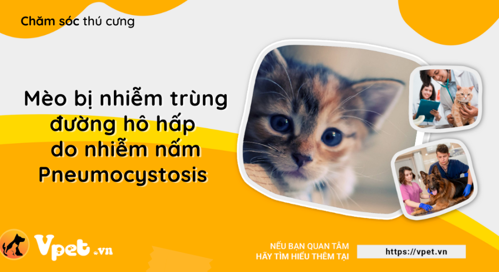 Nhiễm nấm Pneumocystosis ở phổi - Nhiễm trùng đường hô hấp ở mèo