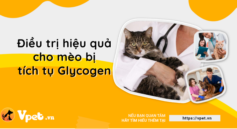 Bệnh tích tụ Glycogen ở mèo là gì?