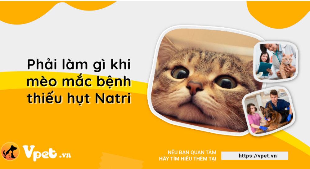 Cảnh giác với bệnh thiếu hụt Natri ở mèo