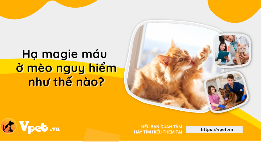 Hạ magie máu ở mèo nguy hiểm như thế nào?