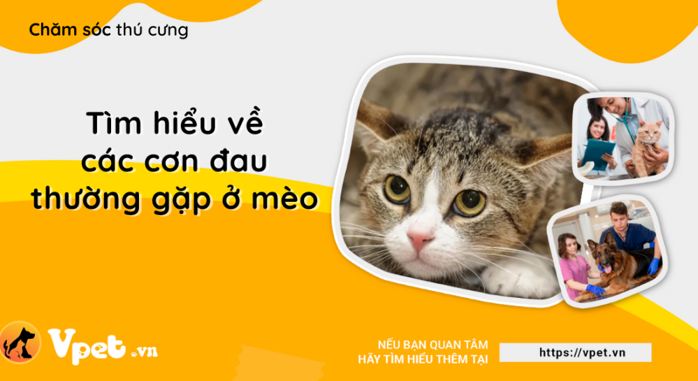 Các cơn đau thường gặp đối với mèo