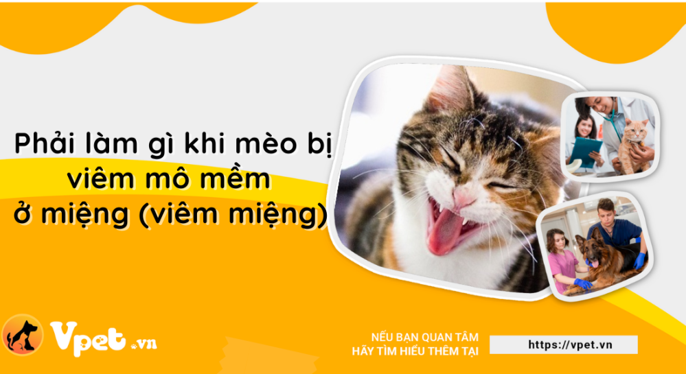 Viêm mô mềm ở miệng (viêm miệng) đối với mèo là gì? Cách khắc phục ra sao?