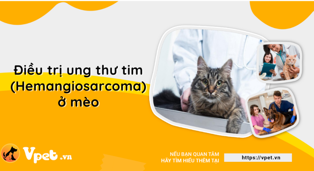 Điều trị ung thư tim (Hemangiosarcoma) ở mèo