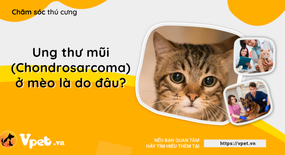 Ung thư mũi (Chondrosarcoma) - Cần lưu ý với những chú mèo đô thị