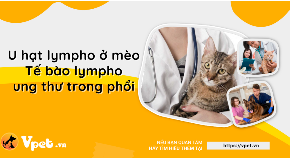 U hạt lympho ở mèo - Tế bào lympho ung thư trong phổi