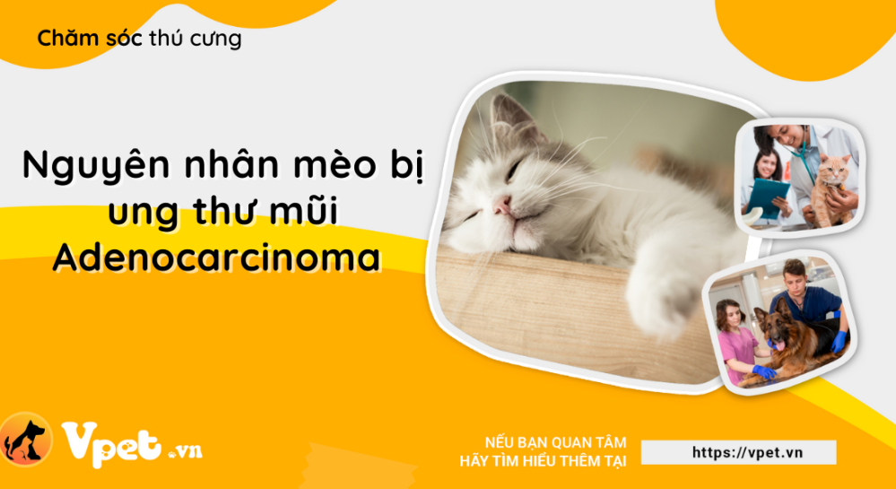 Ung thư mũi Adenocarcinoma ở mèo là do đâu?