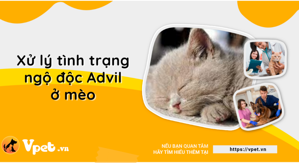 Ngộ độc Advil ở mèo có nguy hiểm không?