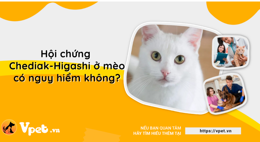 Hội chứng Chediak-Higashi ở mèo có nguy hiểm không?